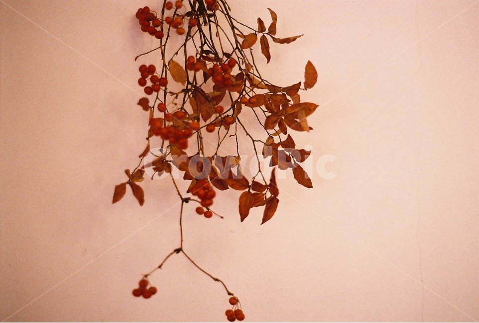 식물,인테리어,장식,말린꽃,필름,감성,식물,자연,plants,nature,실내용화초,화분,화초,house plant,인테리어,실내디자인,interior design