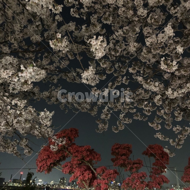 꽃,벚꽃,밤,저녁,flower,night