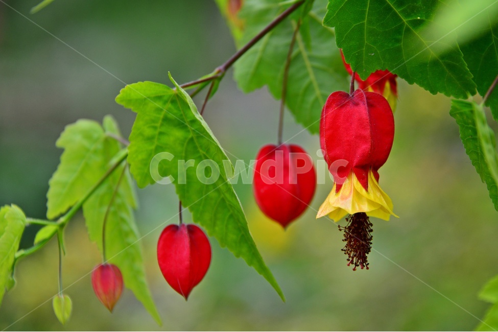 plant,식물,blossom,flower,꽃,leaf,잎,아부틸론
