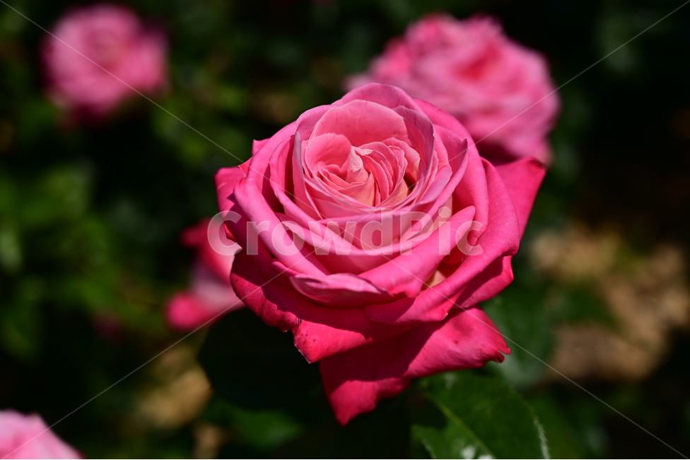 장미,rose,꽃,flower,식물,장미광장