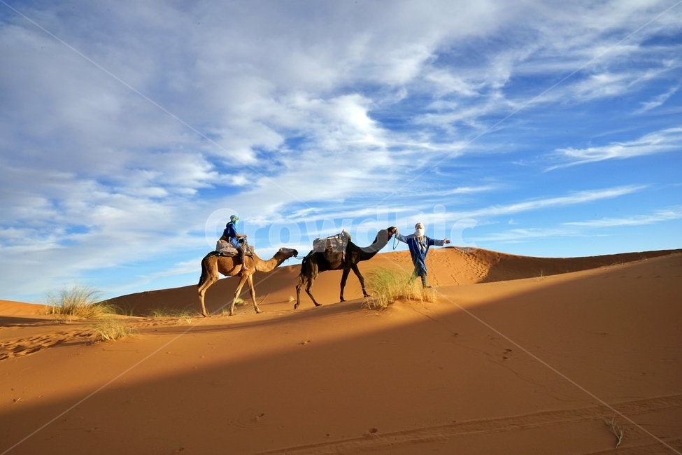 사막,desert,사하라사막,saharadesert,낙타,camel,그림자,shadow,붉은색,red,nature,자연,outdoors,옥외,sand,모래,dune,모래언덕,sunlight,빛