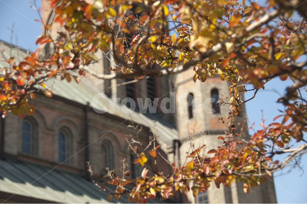 전주,가을,가을풍경,한옥,낙엽,은행나무,풍경,가을하늘,처마,종교,신앙,religion,belief,faith,건축물,건물외관,exterior,building,structure,architecture,construction
