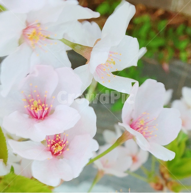 봄,벛꽃,분홍색,이쁨,귀여움
