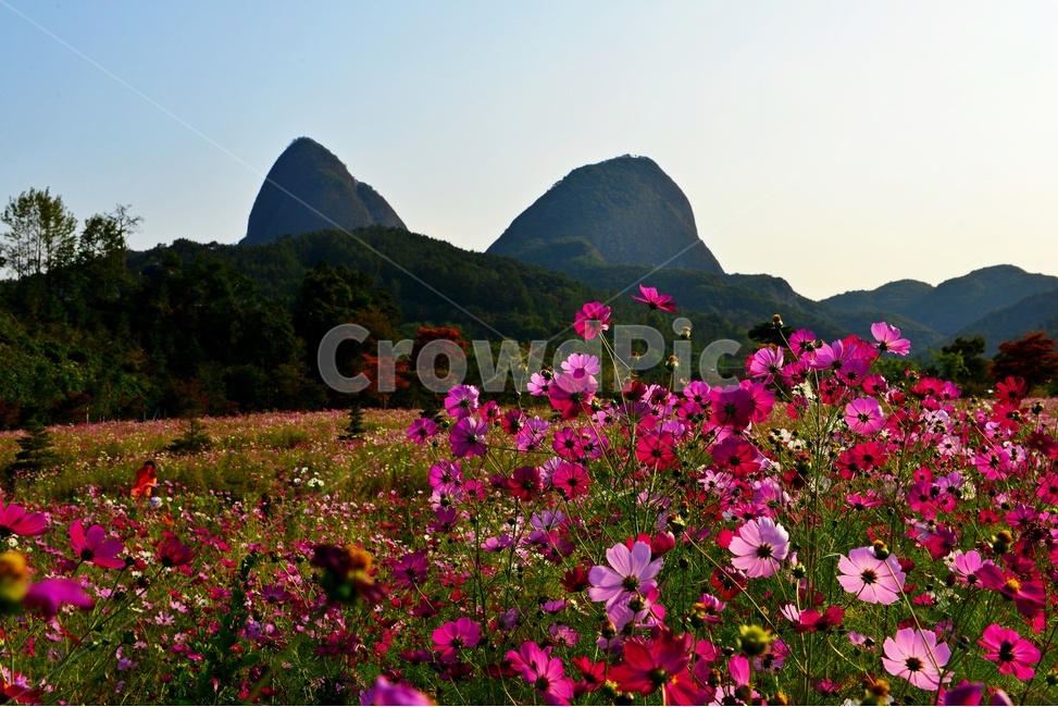 전북,진안,마이산,농업,농사,경작,가을,계절,nature,자연,outdoors,옥외,field,들,코스모스,코스모스꽃,꽃밭,자연,풍경,nature,landscape