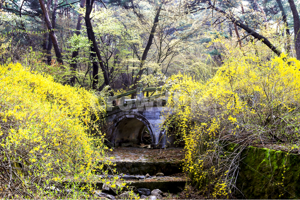 봄,소나무,절개,늘푸름,개나리,진달래,자연,풍경,nature,landscape,rural,농촌,outdoors,옥외,building,건물