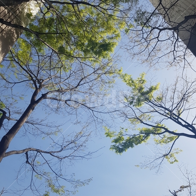 자연,싱그러움,여름,초록,초록색,하늘,나무,잎,상쾌함,낮,시작,빛,햇빛,nature,image,tree,summer,green,leaf,daytime,sky,start,light,shine,fresh,자연,풍경,nature,landscape,plant,식물,tree trunk,나무 줄기
