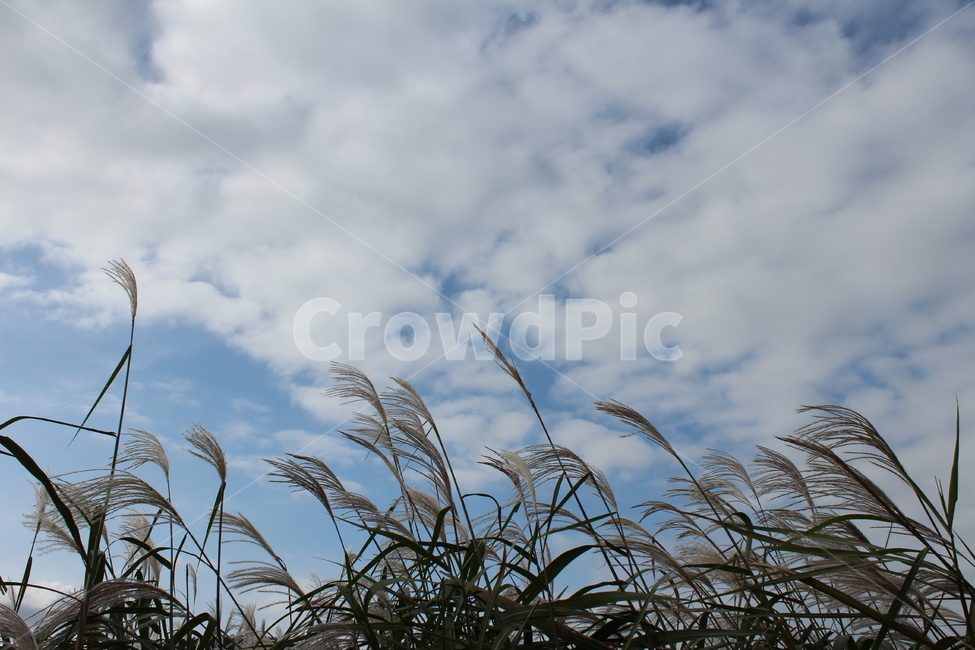 가을,자연,가을풍경,식물,갈대,하늘,가을하늘,가을바람,가을,계절,fall,autumn,season,grass,잔디,plant