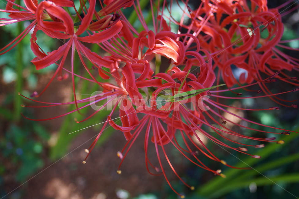꽃,야생화,식물,들꽃,접사,식물,자연,plants,nature,꽃,flower