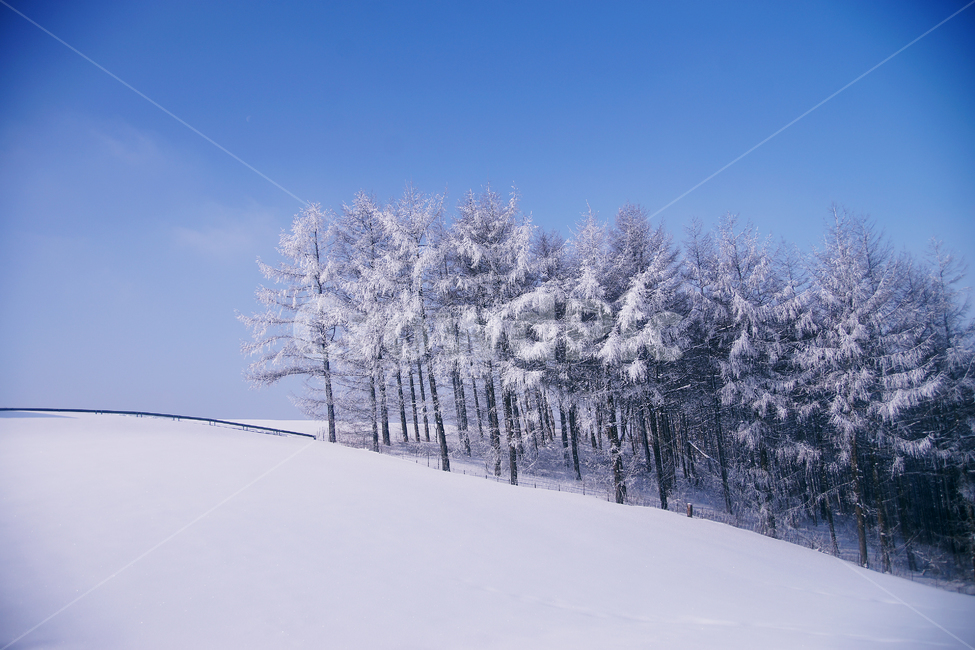 겨울,나무,쌓인눈,눈바람,눈보라,파란하늘,겨울,계절,winter,season,자연,풍경,nature,landscape,outdoors,옥외,tree,fir,전나무,plant,식물,snow,눈