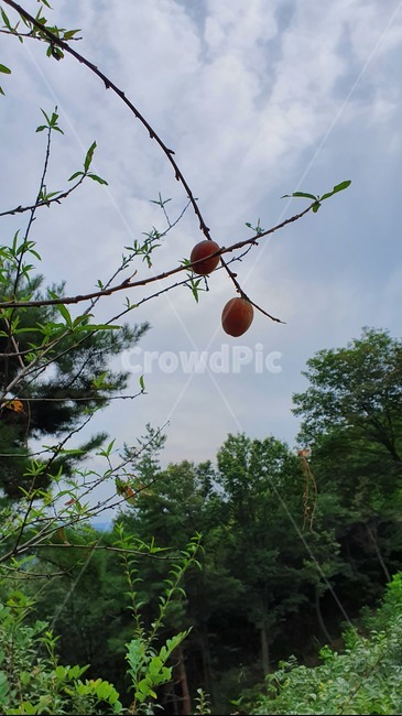 과일,fruit,복숭아,열매,plant,식물,tree,나무,식품,produce,생기게하다