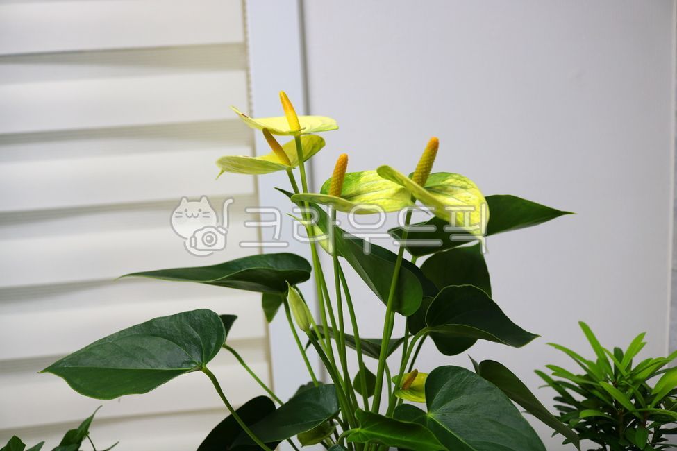 안스리움,꽃,안스리움꽃,안수리움,식물,자연,천남성과,열대식물,관엽식물,공기정화식물,관상용,잎,꽃잎,잎사귀