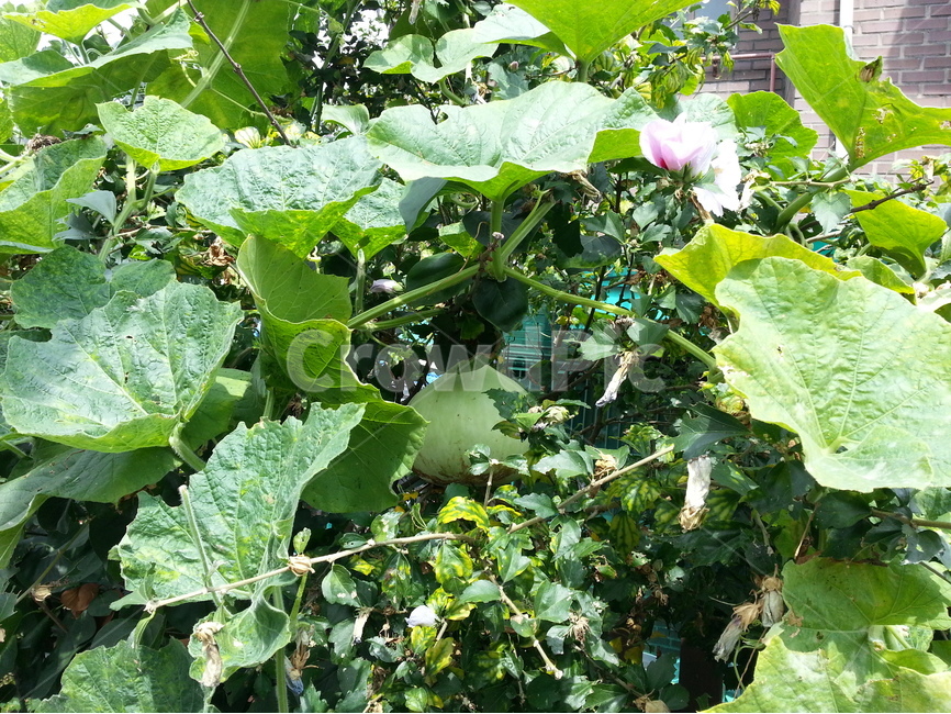 무궁화,한송이,박넝쿨,박,정원,가을,식물,자연,plants,nature,채소,야채,vegetables