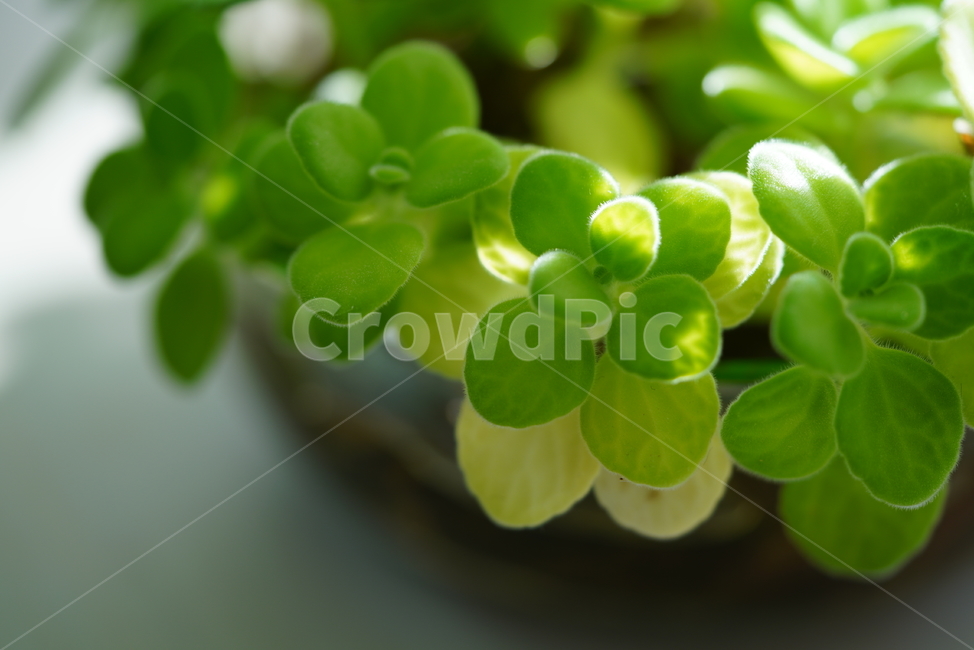 잎,식물,화분,그린,green,환경,생명,생물,감성,색감,녹색,느낌,자연,식물,자연,plants,nature