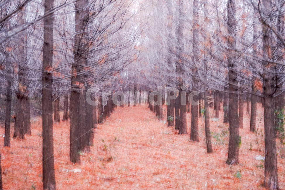 겨울,나무,숲,계절,메타세콰이어,이중촬영,다중노출,겨울,계절,winter,season,자연,풍경,nature,landscape,tree,plant,식물