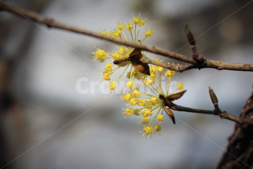 산수유,산수유꽃,노란색꽃,꽃,flower,자연,나무,봄,계절,spring,season,식물,자연,plants,nature,꽃,flower,plant