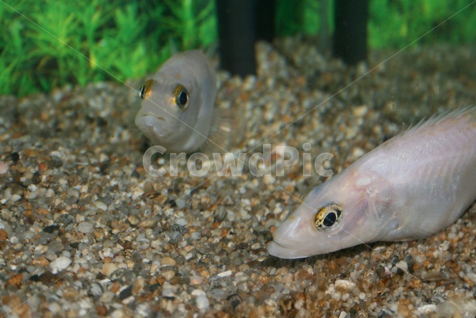 흰쏘가리,은쏘가리,알비노,돌연변이,희귀어,꺽지과,동물,animal,어류,물고기,fish