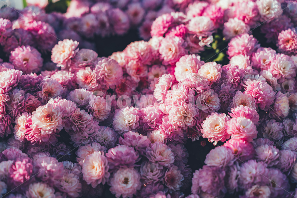 꽃,가을,풍경,감성,식물,식물,자연,plants,nature,꽃,flower