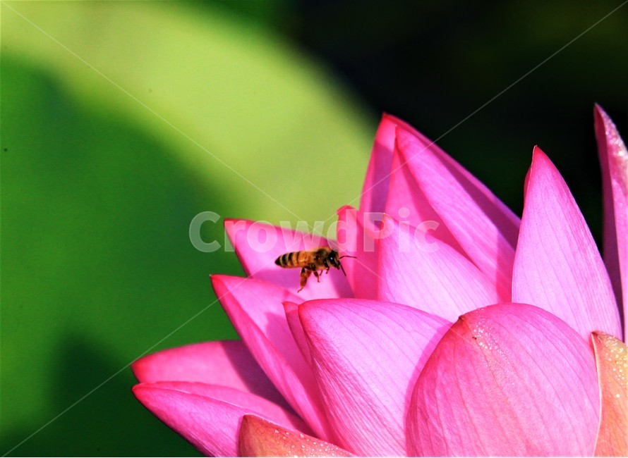 연꽃,꽃,식물,flower,벌,식물,자연,plants,nature,꽃,flower
