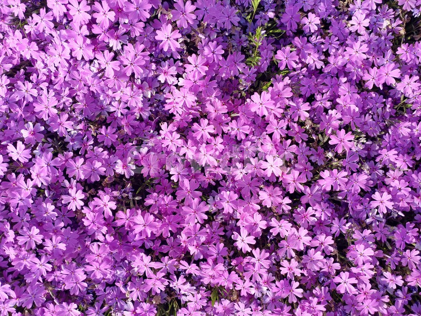 꽃,접사,보라색,군집,화분,식물,자연,plants,nature,꽃,flower