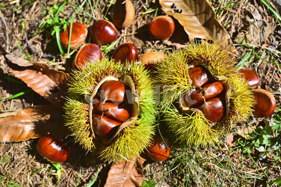 밤,밤송이,열매,식용,견과,알밤,밤가시,밤알,조심,가시,잘익은,결실,수확,나무열매,씨앗,식물,밤색,먹거리,음식,food,chestnut,가을열매,가을배경,가을분위기,배경,바탕,백그라운드,9월,10월,잎새,잎사귀,autumn,fall,background,가을,계절,fall,autumn,season,과일,열매,fruit,plant