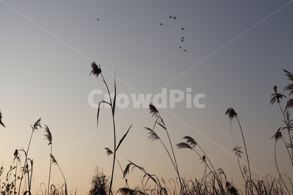 plant,식물,animal,동물,bird,새,갈대,reed,날으는,식물,자연,plants,nature
