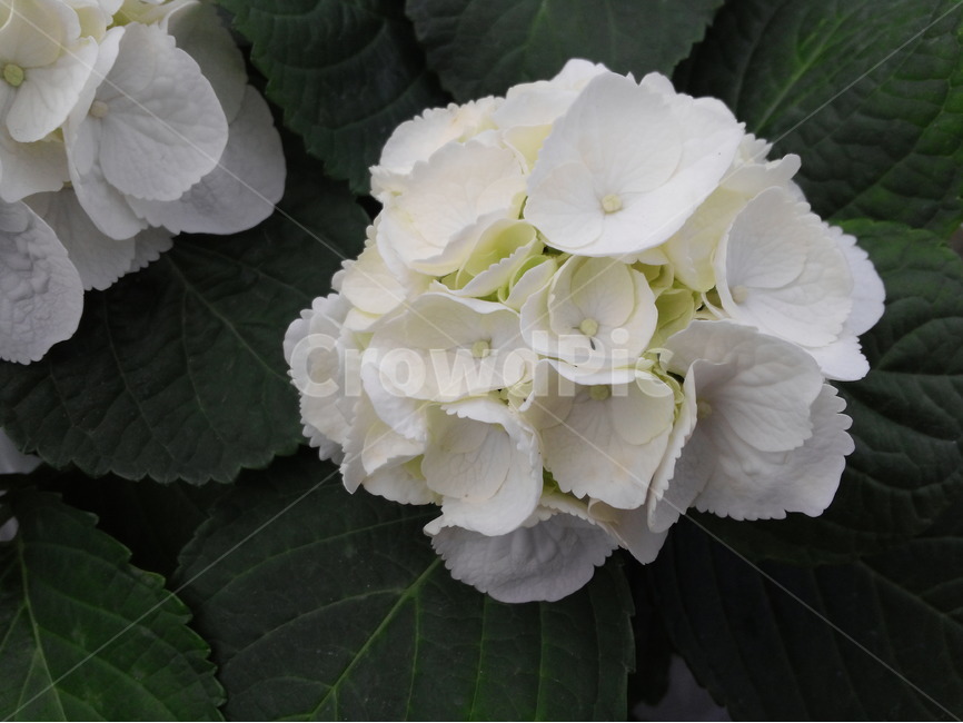 꽃,봄,화초,원예,관상식물,하얀색,식물,자연,plants,nature,꽃,flower