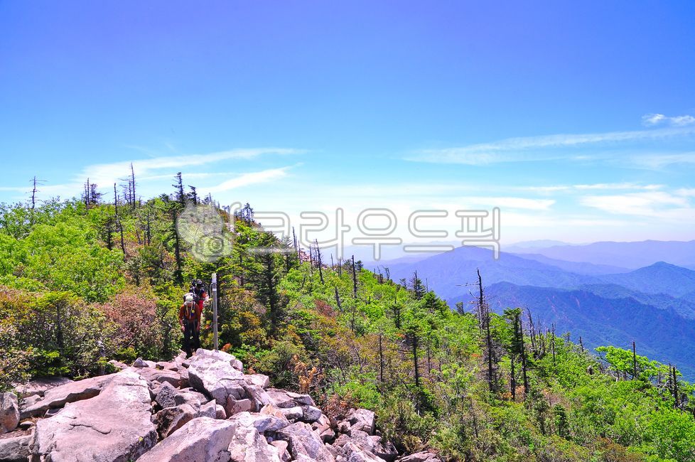 Hill,alpine plants,Seoraksan Northwest Ridge,Seoraksan National Park,alpine region,Dead wood area,secretion tree,Korean natural scenery,season,ridge,Gwittaegicheongbong,hiker,rocky area,nature,summer mountain,hiking trail,fresh green,hill,wildflowers,outd