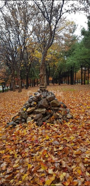 돌탑,낙엽,나무,ground,바닥,tree,plant,식물,leaf,잎,treetrunk,나무줄기,가을,가을,계절,fall,autumn,season