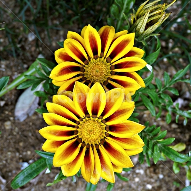 봄,꽃,식물,자연,flower,floral,가자니아,국화과,훈장국화,태양국,원예,gazania,남아프리카원산