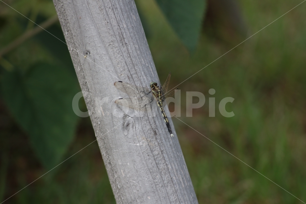 동물,곤충,잠자리,휴식,Dragonflies,자연풍경,한마리,자연,여름,평온한,나무에앉은,동물,animal,곤충,벌레,insect,bug
