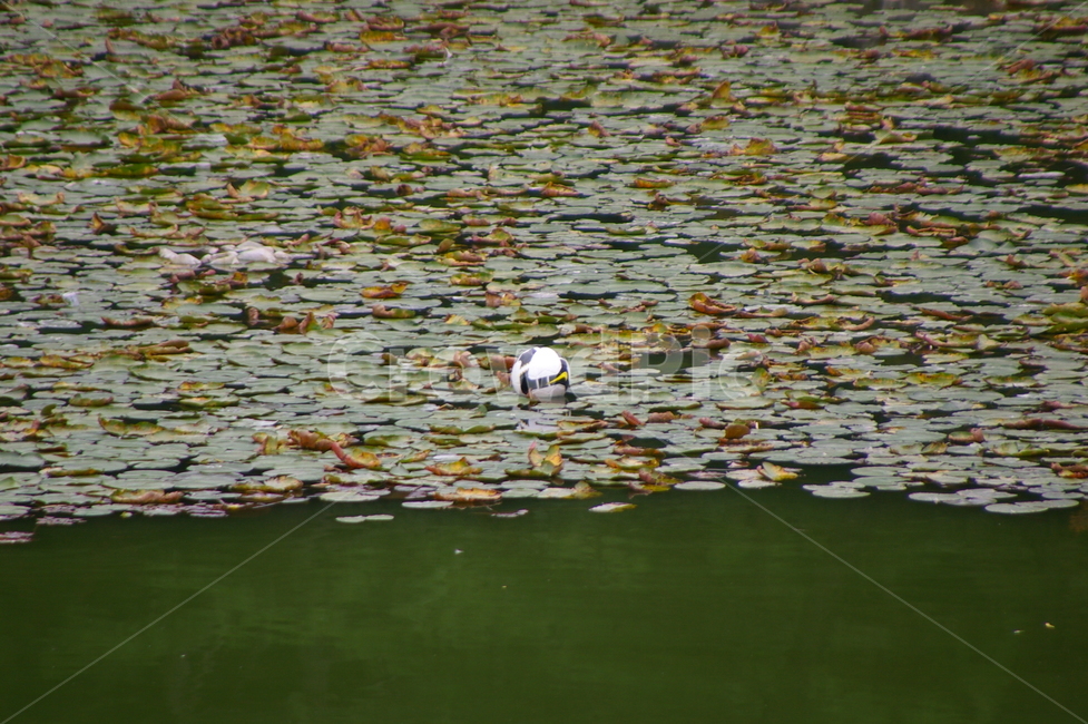 연못,식물,초록,클로즈업,접사,water,물,outdoors,옥외,식물,자연,plants,nature,꽃,flower