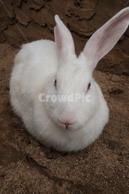 mammal,포유류,animal,동물,토끼,hare,설치류,rodent,동물,animal,포유류,mammal