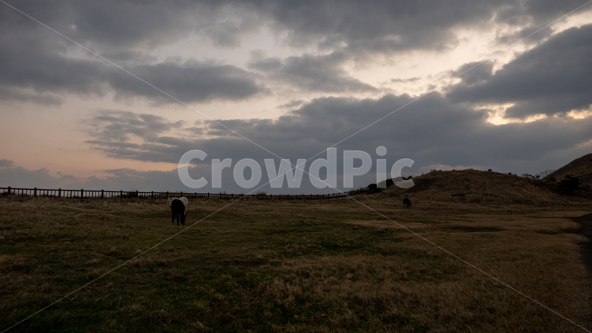 송악산,제주,제주도,jeju,송악산둘레길,풍경,landscape,말,제주마,horse,twilight,해질녘,어스름,field,들,grassland,목초지,outdoors,옥외,자연,nature,자연,풍경,nature,landscape,한국자연풍경,한국자연경관,korea nature landscape,제주도,jeju,jeju island