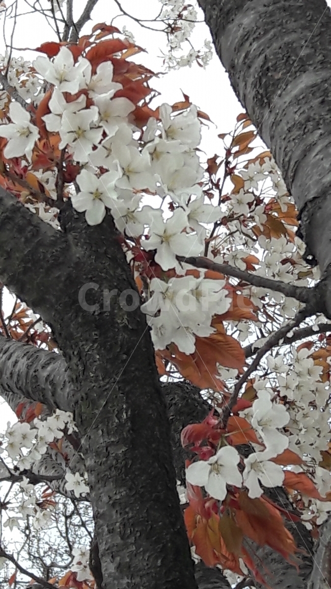 벗꽃,나무,봄,꽃,인천,봄,계절,spring,season,식물,자연,plants,nature,꽃,flower,plant