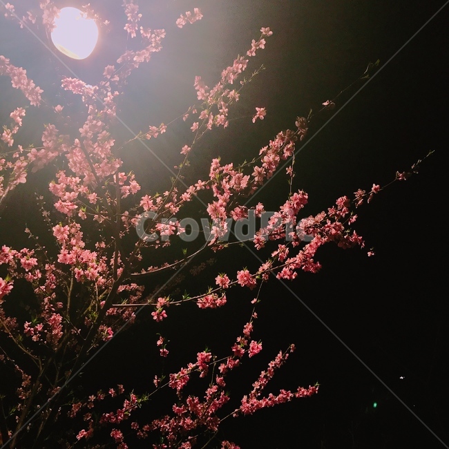 벚꽃,봄,봄하늘,밤하늘,꽃