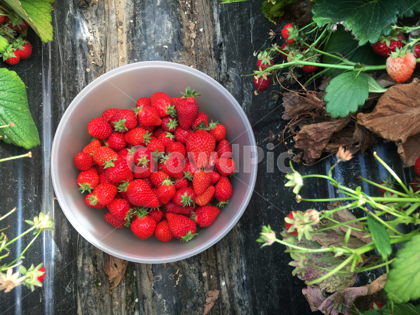 딸기,과일,농장,빨강,strawberry,음식,식재료,요리,food,cook,meal,dishes,food reserves,과일,열매,fruit,채소,야채,vegetables