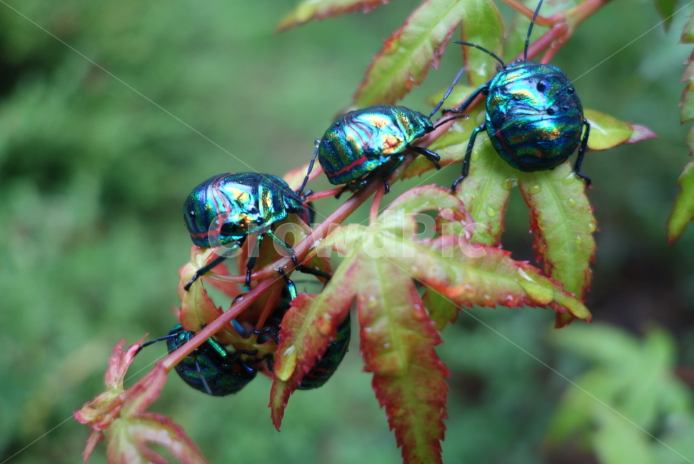 돈벌래,벌래,곤충,비온뒤,벌레들,해,동물,animal,곤충,벌레,insect,bug