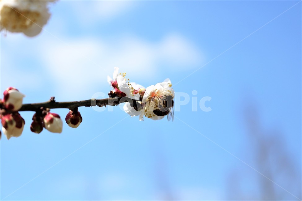 매화,매화나무,꽃,벌,꿀벌,식물,자연,plants,nature,꽃,flower,곤충,벌레,insect,bug