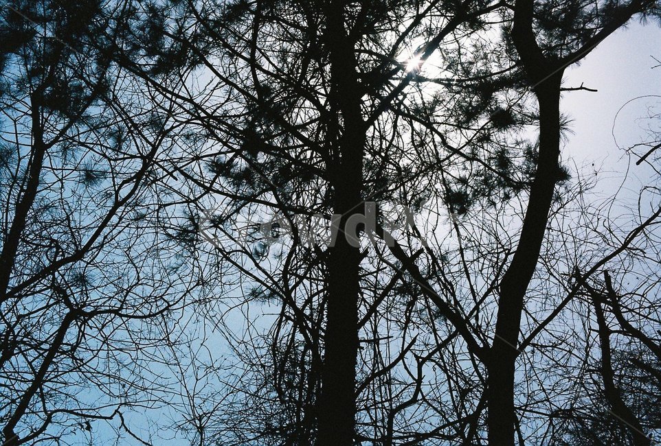 나무,하늘,역광,해,나뭇가지,식물,자연,plants,nature,나무,trees,wood