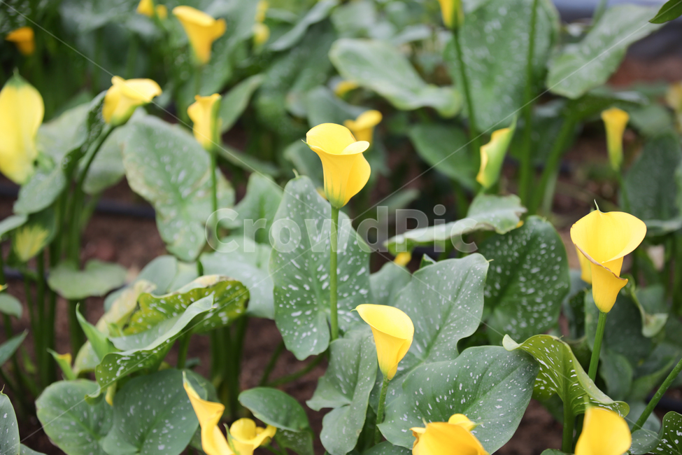 칼라,노란꽃,천남성목,잔테데스키아속,산부채속,봄,계절,spring,season,식물,자연,plants,nature,꽃,flower,plant,blossom