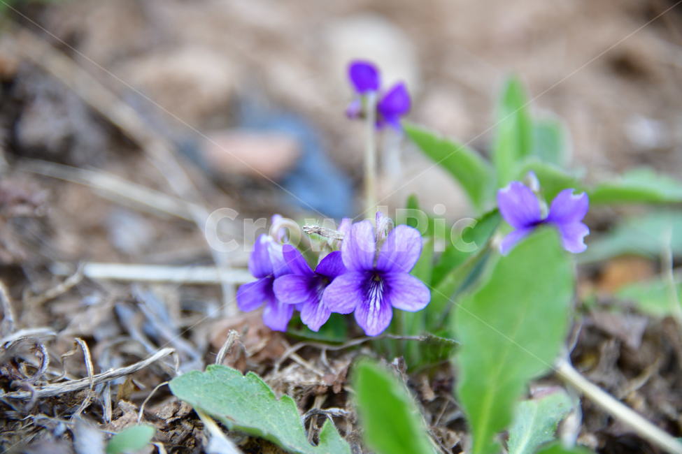 식물,plant,꽃,flower,봄