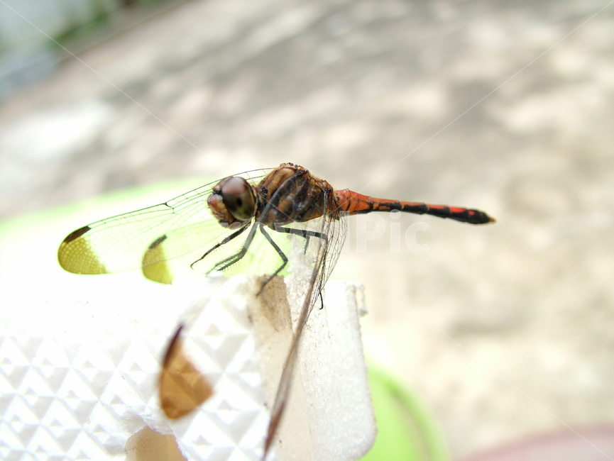 잠자리,곤충,된장잠자리,고추잠자리,접사,곤충,벌레,insect,bug