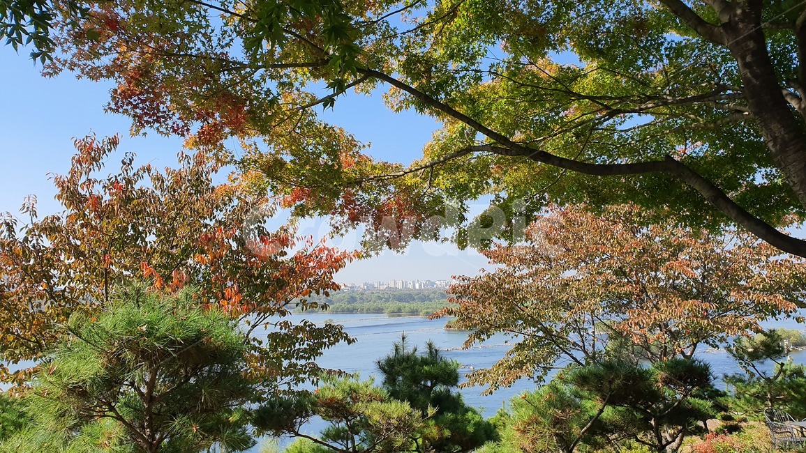 tree,나무,식물,plant,leaf,잎,단풍,한강,식물,자연,plants,nature,나무,trees,wood