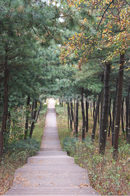 자연,풍경,landscape,nature,rest,길,계단,나무숲,나무,남산,힐링,휴식