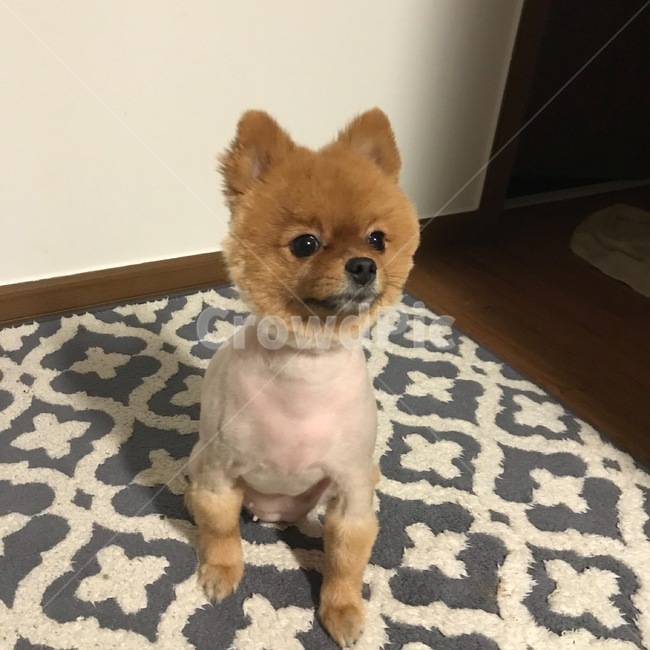 개,강아지,반려동물,포메라니안,집,집에서,한장,포즈,동물,animal,포유류,mammal,개,강아지,dog,doggy