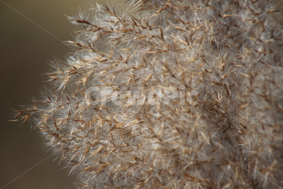 식물,풀,잡초,갈대,commonreed,가을,계절,fall,autumn,season,식물,자연,plants,nature,plant,grass,잔디
