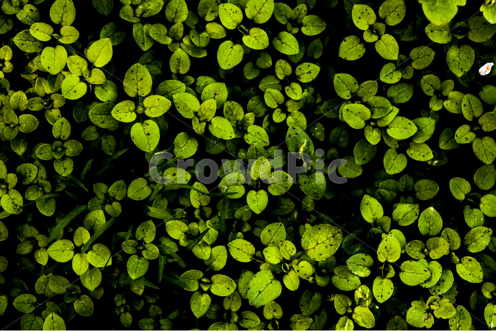 자연,nature,배경,패턴,잎,꽃,flowers,식물,꽃나무,geranium,flower,제라늄,plant,나무,tree,봄,spring,weather,풍경