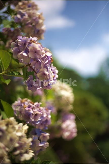 꽃,flower,보라색,보라꽃,싱그러움,봄,계절,spring,season,식물,자연,plants,nature,꽃,flower,plant,blossom