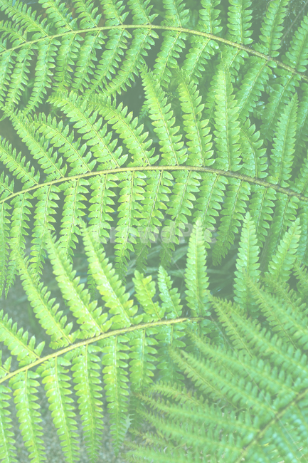 green,나뭇잎,나무,뜰,성장,봄,여름,근접,결,엽상체,덤불,무성한,매크로,네이처,블로섬,들판,계절,beautiful,내추럴,배경,바탕,풍성한,무늬,봄배경,plant,식물,자연,plants,nature