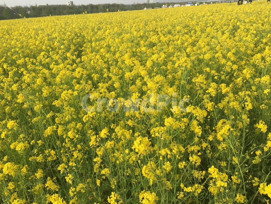 유채꽃,식물,축제,grassland,들,plant,봄,계절,spring,season,field,목초지,outdoors,옥외,nature,자연
